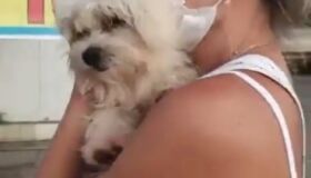 Cão é encontrado em Porto de Galinhas. "Meu milagre de Natal", diz tutora