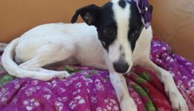 Shopping Patteo Olinda promove feira de adoção virtual