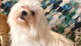 Família faz campanha para encontrar pet, desaparecido há dez dias em Porto de Galinhas