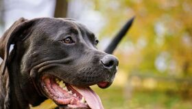 Lei que trata sobre proibição da raça Pitbull, em Jaboatão, fere princípios constitucionais