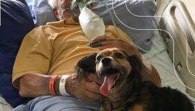 Internado com Covid-19, idoso reencontra cachorrinha de estimação em despedida emocionante