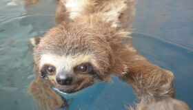 Parque de Dois Irmãos usa hidroterapia para recuperar movimentos de preguiça resgatada