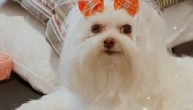 Família procura por Flor, cadela maltês que desapareceu no Recife