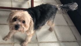 Tutores procuram yorkshire perdida em Enseada dos Corais, no Cabo