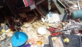 Idosa é presa em flagrante por maus-tratos a cães no Recife