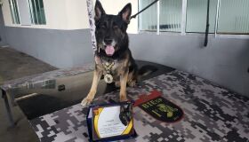 Após nove anos servindo à PMPE, pastor alemão Ninja conquista a aposentadoria