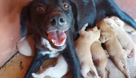 Equipe da PM resgata cadela e filhotes no Interior de Pernambuco