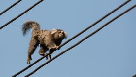 Saguis ouvem conversas alheias e evitam indivíduos antissociais, diz estudo