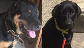 Cães 'abrem' portão eletrônico e fogem na Madalena; família busca informações