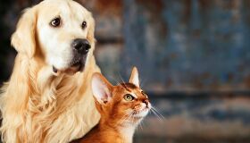 Roval Pet realiza, neste sábado (20), primeira edição da Feirinha Pet