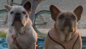 Cachorros de Lady Gaga são devolvidos após roubo nos EUA