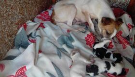 Cadela abandonada com filhotes em Jaboatão recebe abrigo e solidariedade