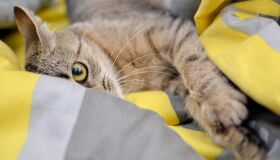 No Dia do Gato, veja coisas que só quem tem/ama os bichanos sabe