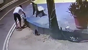 Polícia investiga suspeito de matar pelo menos cinco gatos no Recife