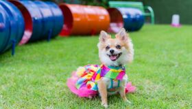 Plaza Shopping terá espaço para recreação de pets até o próximo dia 25