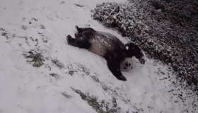 Pandas Gigantes se divertem em zoológico durante nevasca no Estados Unidos