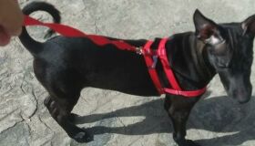 Após incidente com coleira, cadela está desaparecida em Candeias