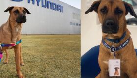 De morador de rua a 'cãotratado' em uma concessionária. Conheça a história de Tucson Prime