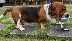 Entenda a importância do comedouro elevado para cães e gatos