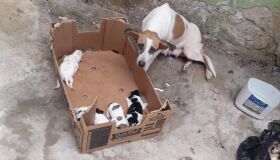 Moradora pede ajuda para cadela abandonada com filhotes no Mercado de Cavaleiro