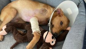 Whindersson Nunes e Maria Lina adotam cão resgatado que sobreviveu por milagre