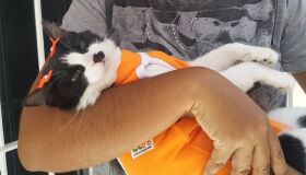 Projeto Não ao Abandono, que oferece cirurgias de castração a preços populares, ganha versão itinerante