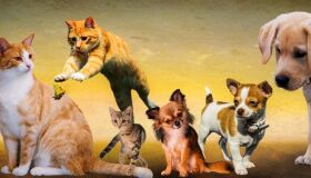 Dia Nacional dos Animais, 14 de março é para celebrar, mas também refletir