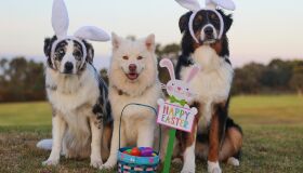 Sem chocolate, mas com muita criatividade; conheça opções de Páscoa para os pets