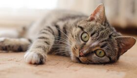 Pesquisa da UFRPE identifica dois pets positivos para o novo coronavírus e busca mais voluntários