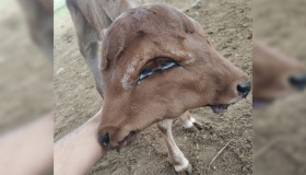 Bezerro nasce com duas faces em propriedade rural de Surubim