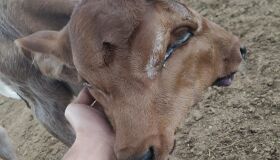 Batizada de "Milagre", bezerra que nasceu com duas faces passa bem