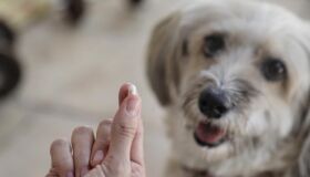 Queridinha do momento, vitamina D também é essencial para cães e gatos