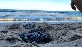 Excesso de fofura: 217 tartarugas marinhas nascem na Praia de Piedade