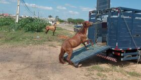 Recolhimento de animais nas rodovias federais de Pernambuco aumentou 180% em 2020