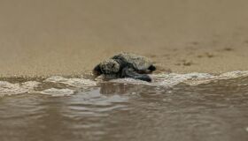 Vida: 58 tartarugas marinhas nascem no litoral sul de Pernambuco