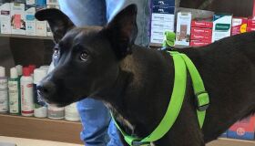 Homem que arrastou cadela presa a moto por seis quilômetros recebe liberdade provisória