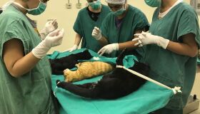 Ampavoz promove castrações de pets a preços populares neste domingo (2)