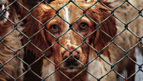 Abril Laranja lembra que maus-tratos vão além da agressão física; saiba como denunciar