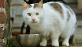 Após a castração, alimentação de cães e gatos exige atenção especial