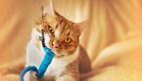 Mercado pet dispara no Brasil, apesar da crise sanitária e econômica