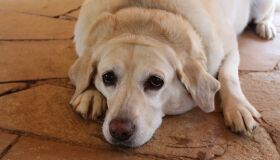 Seu pet está no peso ideal? Saiba como identificar