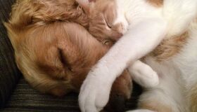 Agendamento para castrações gratuitas de cães e gatos será nos próximos dias 15 e 16