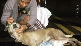 Abandonado, cão tetraplégico é resgatado em meio às fortes chuvas que caíram no Recife