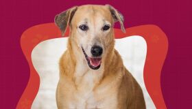 Shopping Recife e Abrigo Seu Alberto fazem parceria para incentivar adoção responsável