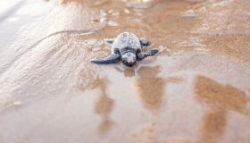 Enseada dos Corais assistiu, nesta quarta (21), ao nascimento de 100 tartarugas-cabeçudas