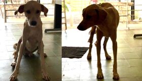 O amor salva! Resgatado durante as fortes chuvas no Recife, sem movimentos, cão volta a andar