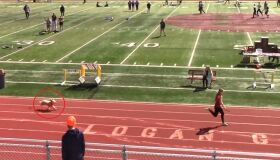 À la Usain Bolt, cão invade pista e rouba a cena em competição de atletismo; assista
