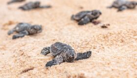 Mais de 100 tartarugas nascem no Litoral Sul de Pernambuco