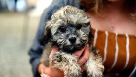 Hospital Veterinário do Recife abre agendamento para castrações nesta terça-feira (1º)