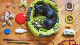 'I Love Pet' leva novidades do segmento a uma feira no Shopping Recife